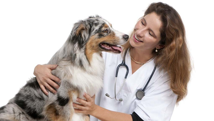 What is an holistic veterinarian?