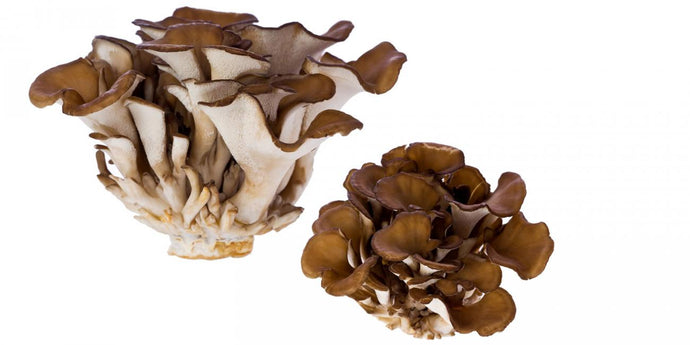 Understanding the power of medicinal mushrooms